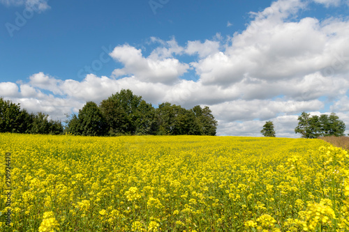 Flowering rape field with cloudy blue sky and trees in the background