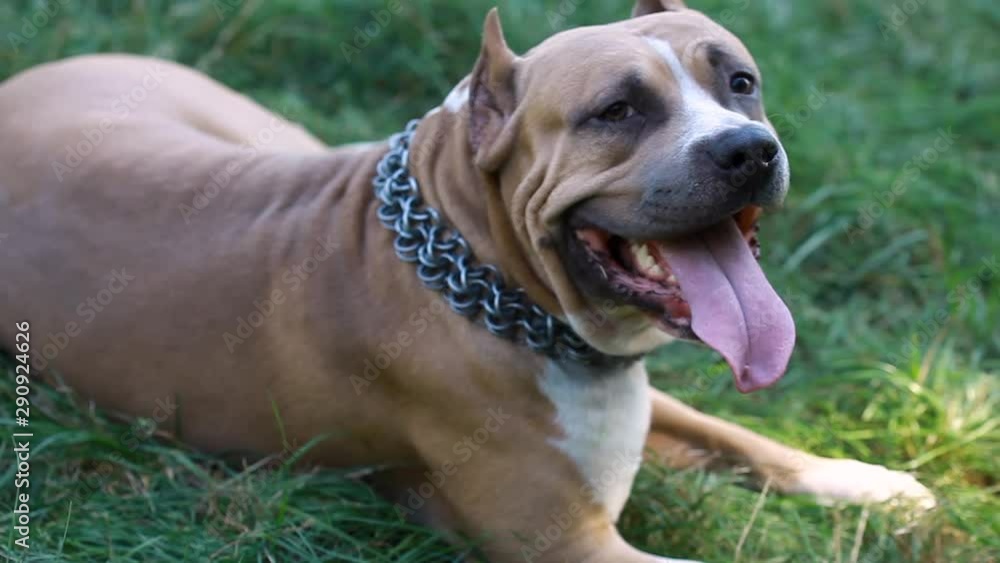 white and brown american staffordshire terrier in the field.Smiling amstaff looking at the camera.Young pit bull white and brown color sitting on a grassy lawn.Pit bull, whte head pit bull is friendly white and brown american staffordshire terrier in the field.Smiling amstaff looking at the camera.Young pit bull white and brown color sitting on a grassy lawn.Pit bull, whte head pit bull is friendly
