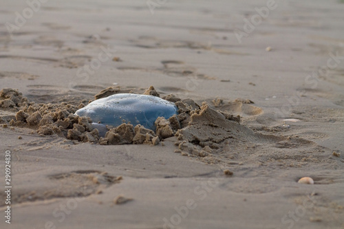 Dead Jellyfish in the Wadden Sea of the North Sea in Cuxhaven, Germany 