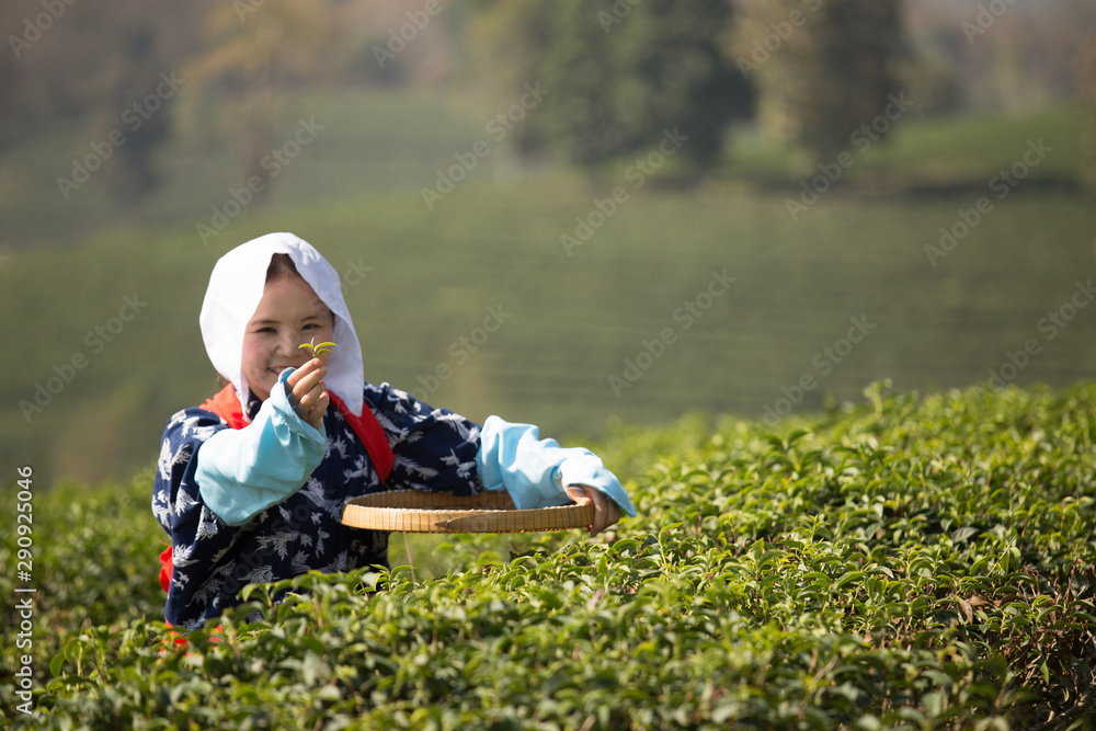 Japanese woman worker picking green tea leaves in green tea field in the morning with traditional blue costume in farm Japanese woman worker picking green tea leaves in green tea field in the morning with traditional blue costume in farm
