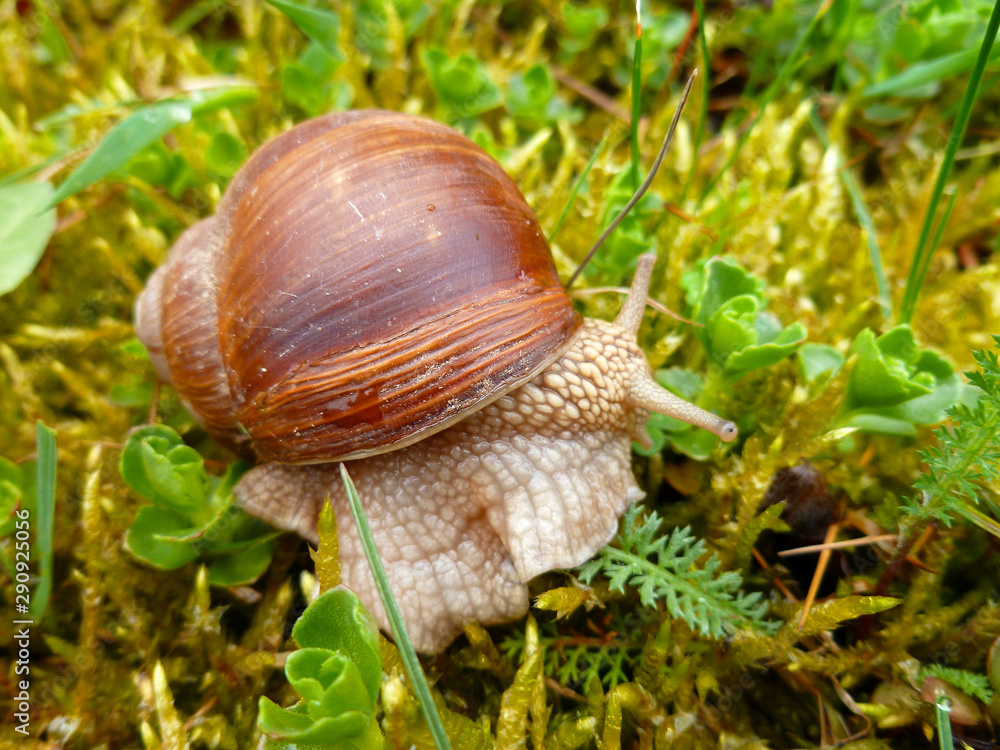 Snail gliding on the wet grass texture. Large white mollusk snails with light brown striped shell, crawling on moss. Helix pomatia, Burgundy snail, Roman snail, edible snail, escargot. Snail gliding on the wet grass texture. Large white mollusk snails with light brown striped shell, crawling on moss. Helix pomatia, Burgundy snail, Roman snail, edible snail, escargot.