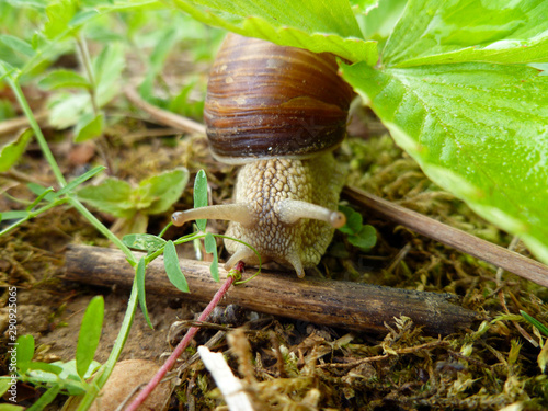 Snail gliding on the wet grass texture. Large white mollusk snails with light brown striped shell, crawling on moss. Helix pomatia, Burgundy snail, Roman snail, edible snail, escargot. 