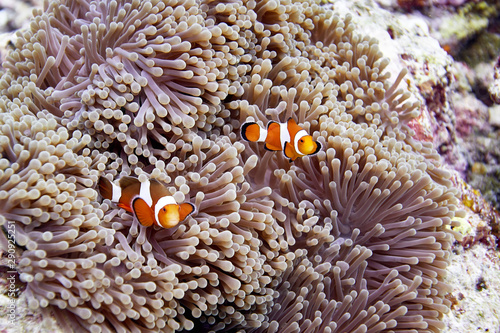 false clown anemonefish