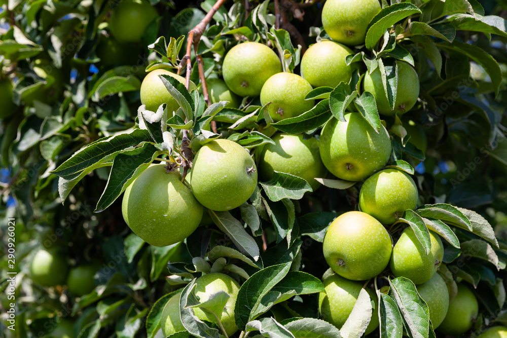 Farm harvest, ripe apples on branches