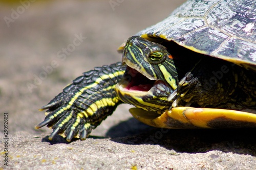 Turtle Open Wide