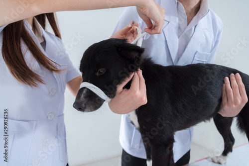 Fotografía veterinary have control and tie mouth a dog to immunize for control and prevention of rabies disease ,animal restraint concept