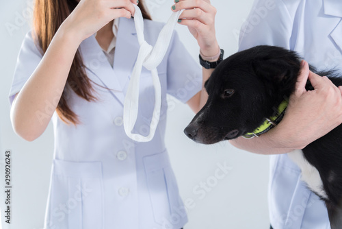 veterinary have control and tie mouth a dog to immunize for control and prevention of rabies disease ,animal restraint concept.