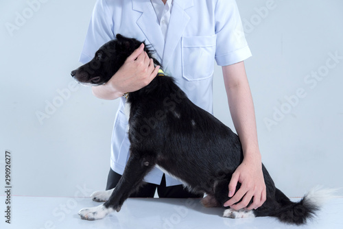 veterinary have control and restraint a dog to immunize for control and prevention of rabies disease ,animal restraint concept.. photo