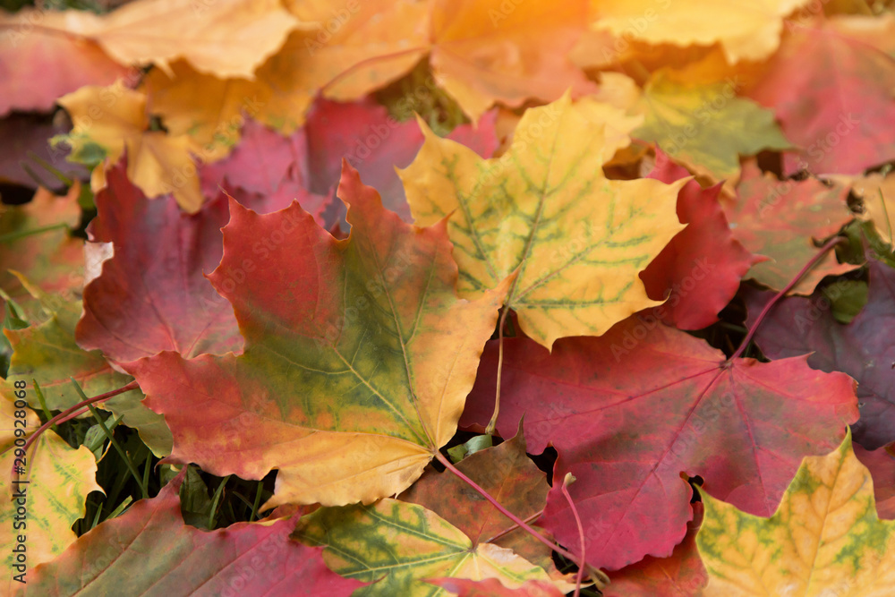 Falling colorful autumn leaves closeup in sunlight Falling colorful autumn leaves closeup in sunlight