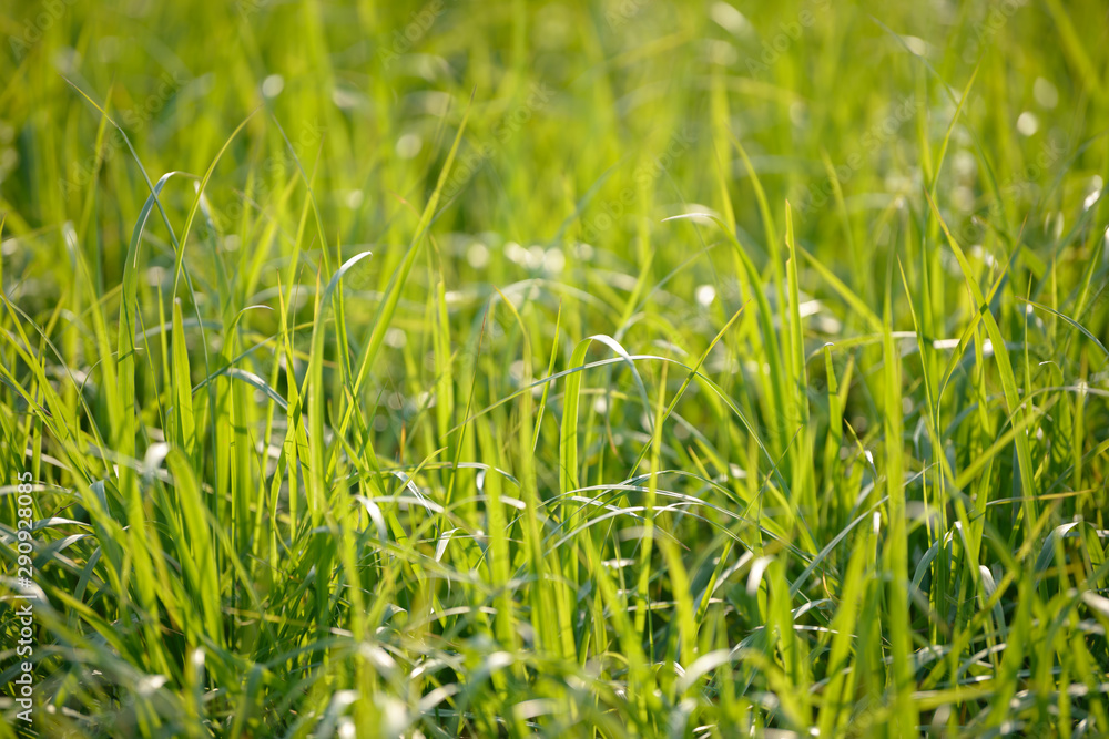 Obraz premium Bright fresh spring grass close up in the forest with sunlight bokeh background. Grass field. Colorful herb growing in the meadow.