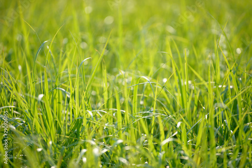Bright fresh spring grass close up in the forest with sunlight bokeh background. Grass field. Colorful herb growing in the meadow. White flowers.