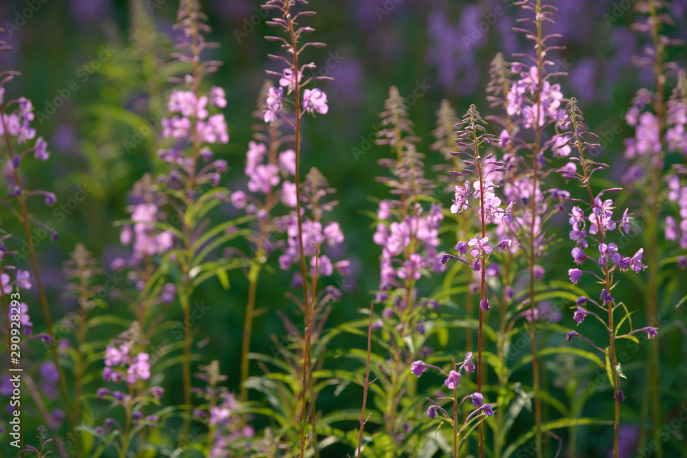 Pink flowers of fireweed (Epilobium or Chamerion angustifolium) in bloom. Flowering willow-herb or blooming sally. Pink flowers of fireweed (Epilobium or Chamerion angustifolium) in bloom. Flowering willow-herb or blooming sally.
