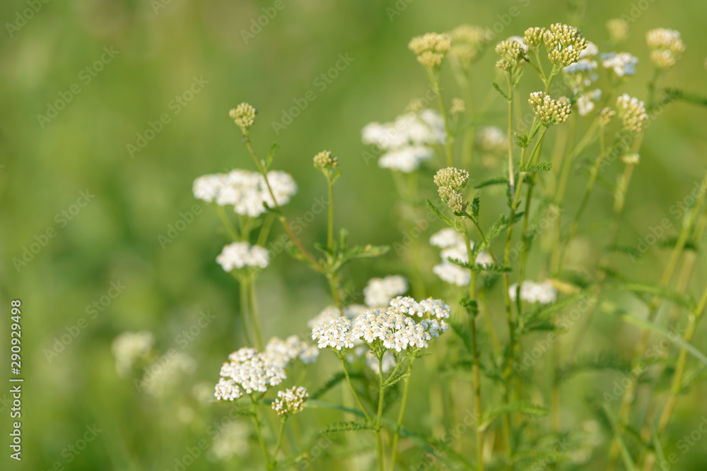 Common yarrow (Achillea millefolium) white flowers close up top view on green blurred grass floral background, selective focus. Medicinal wild herb Yarrow. Medical milfoil plant. Common yarrow (Achillea millefolium) white flowers close up top view on green blurred grass floral background, selective focus. Medicinal wild herb Yarrow. Medical milfoil plant.