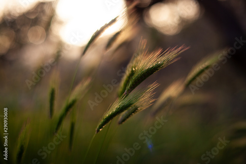 Poaceae or Gramineae