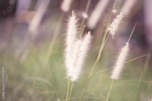 Flower or seed of grass in rural nature