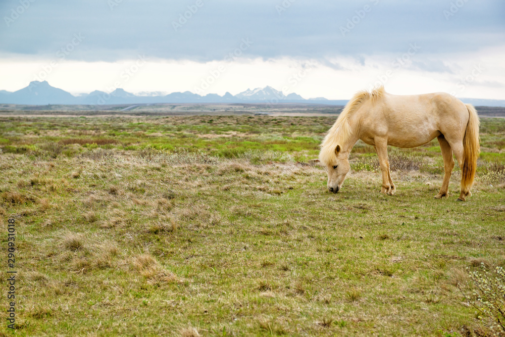 Landscape with beautiful icelandic horse grazing the grass and the mountains, Iceland