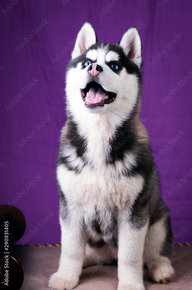 Fototapeta premium Portrait of Husky interior apartment