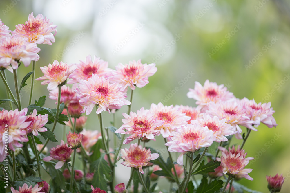 Yellow pinkish chrysenthemum flower in nature Yellow pinkish chrysenthemum flower in nature