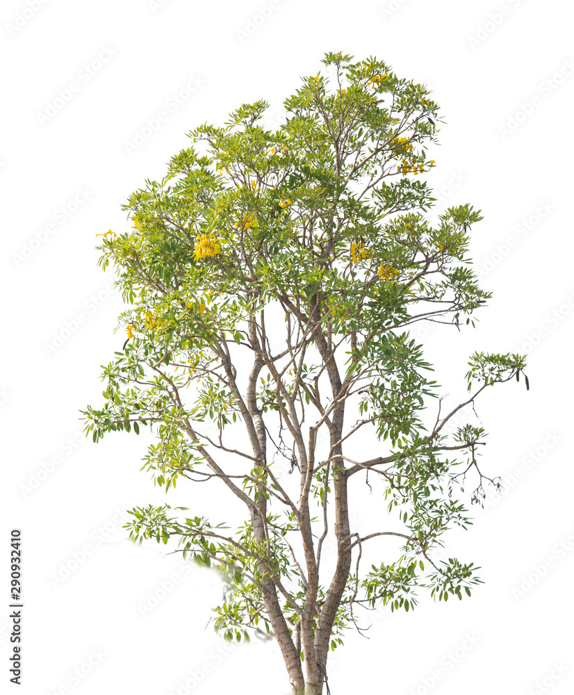 Obraz premium Isolate tree on white background. Large tree wth brown stem