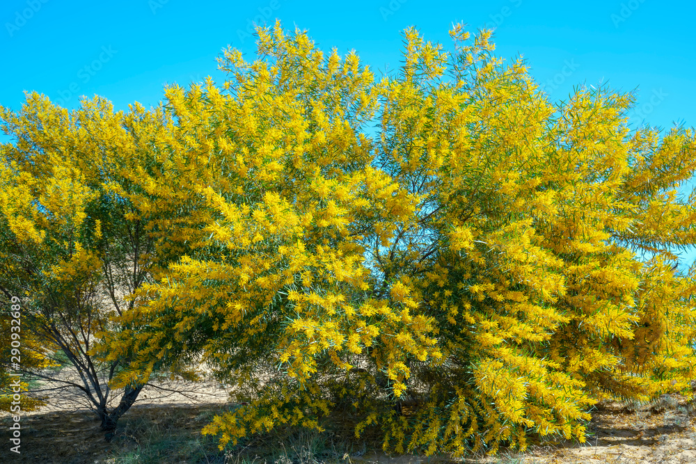 Wattle or Acacia auriculiformis little bouquet flower full blooming in spring season. This is a tree that prefers hot sun and allows the body to take wood for pulp