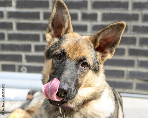 Herderpup likt aan haar neus photo