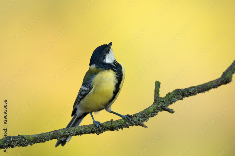 Obraz premium Single great tit sitting on tree branch
