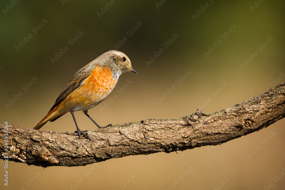 Fototapeta premium Redstart sitting on tree branch