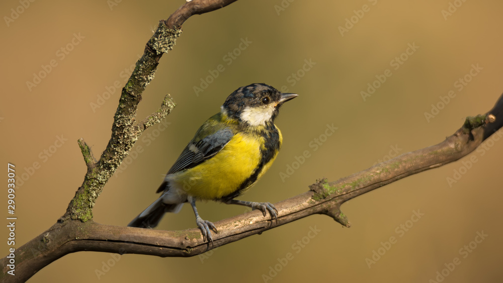 Single great tit sitting on tree branch Single great tit sitting on tree branch