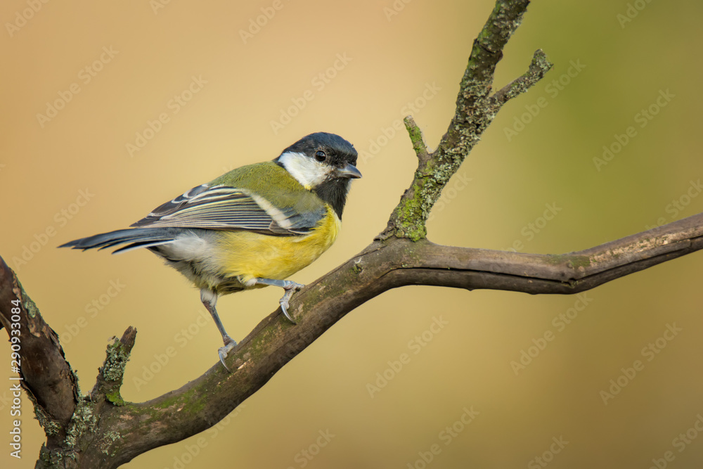 Fototapeta premium Single great tit sitting on tree branch