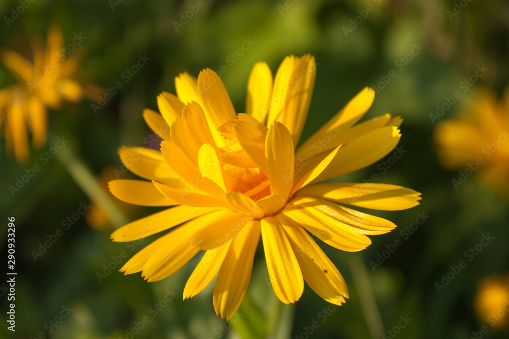 yellow flower of calendula officinalis on green leaf background, selective focus yellow flower of calendula officinalis on green leaf background, selective focus