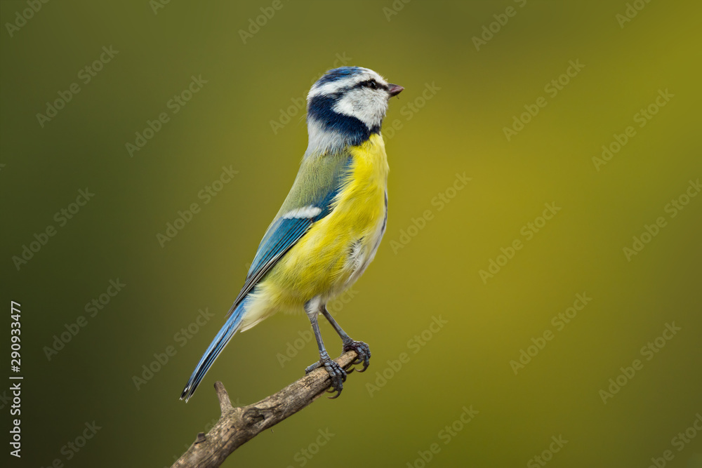 Single blue tit sitting on tree branch