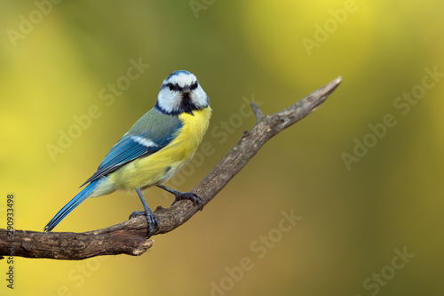 Single blue tit sitting on tree branch