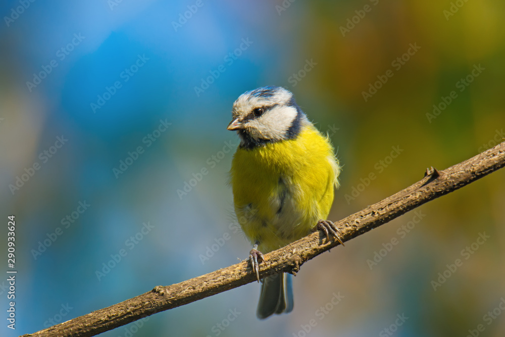 Obraz premium Single blue tit sitting on tree branch