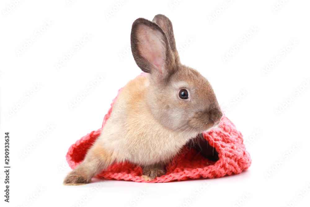 Fototapeta premium Brown baby young rabbit in pink warm yarn winter hat on white backround