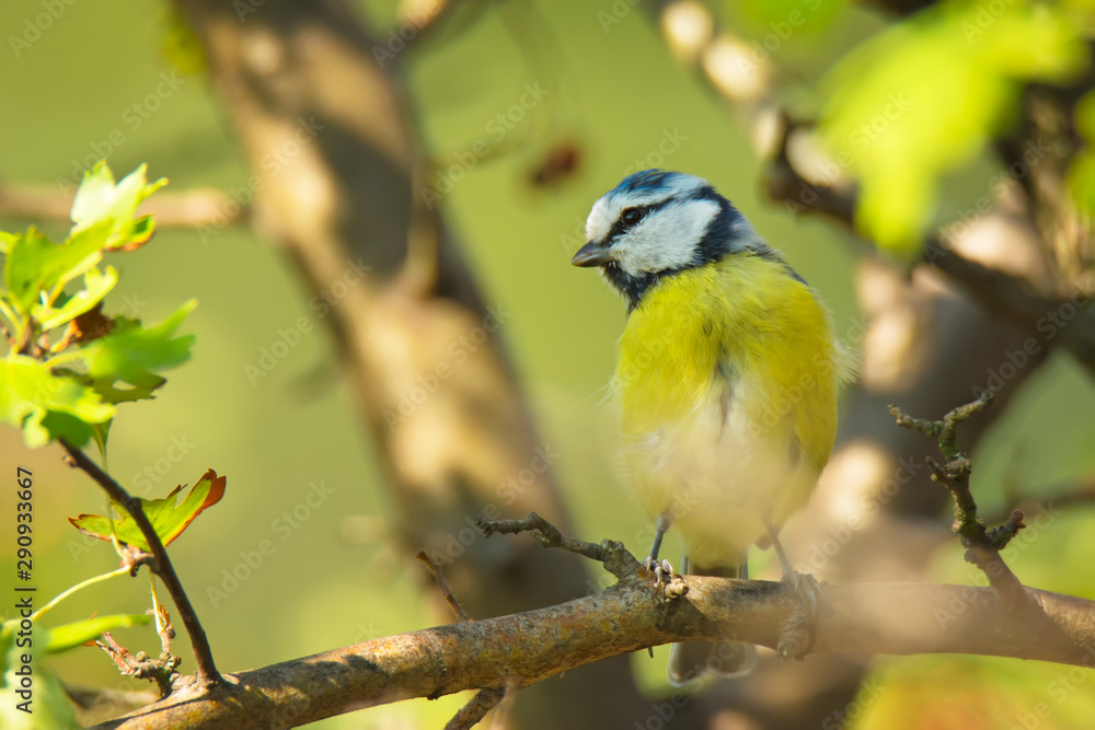 Single blue tit sitting on tree branch Single blue tit sitting on tree branch