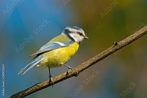 Single blue tit sitting on tree branch © viktoriya89
