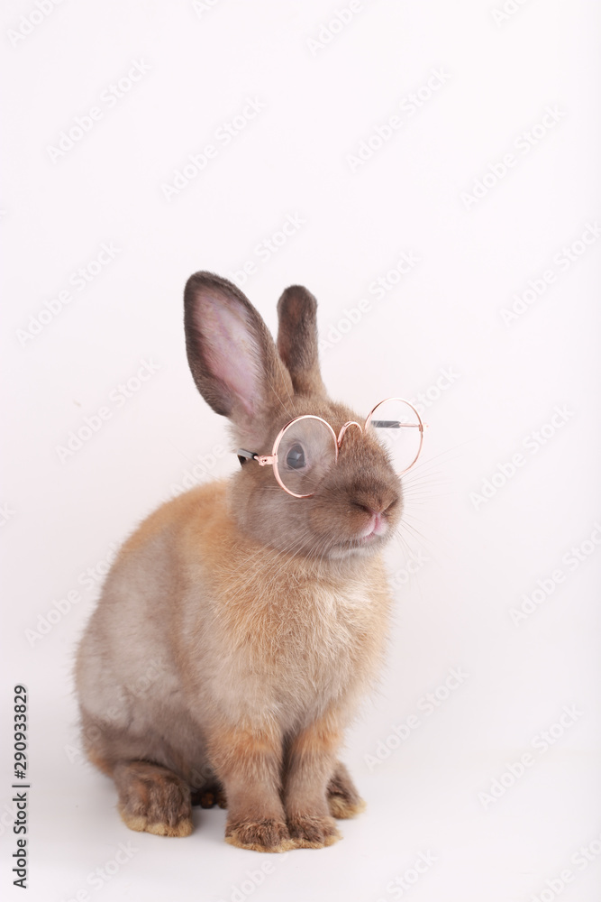 Brown little rabbit with clear eyeglasses on white background Brown little rabbit with clear eyeglasses on white background