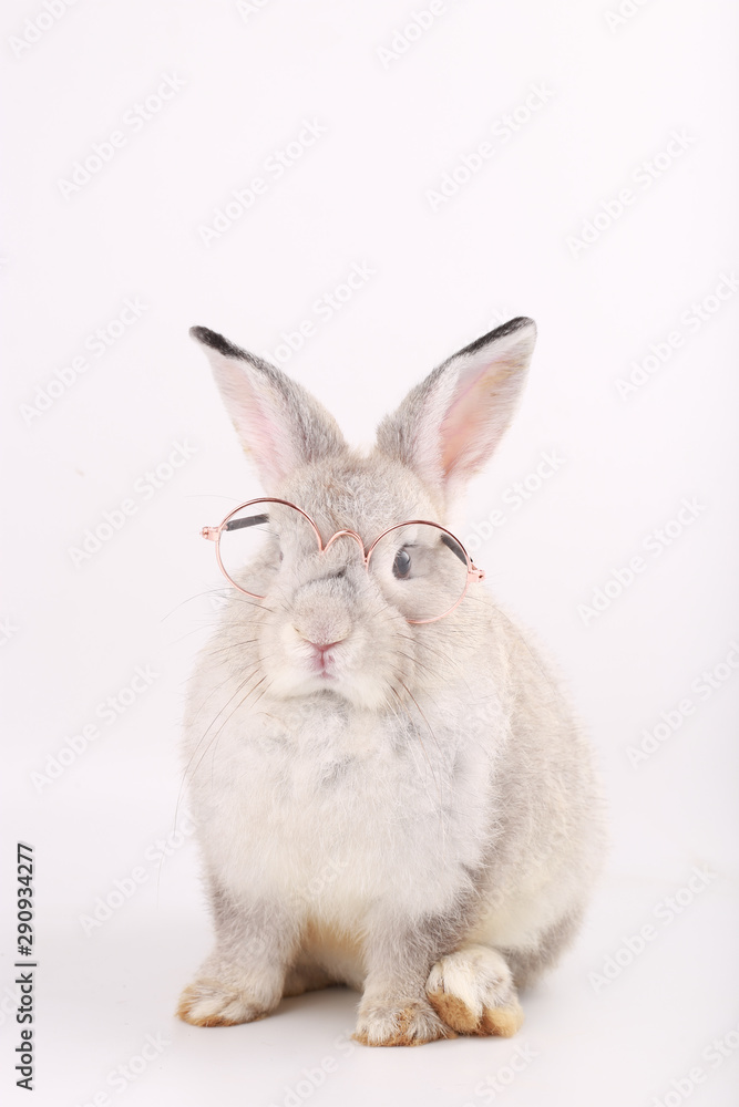 Obraz premium Grey rabbit with clear eyeglasses. Baby grey bunny on white background