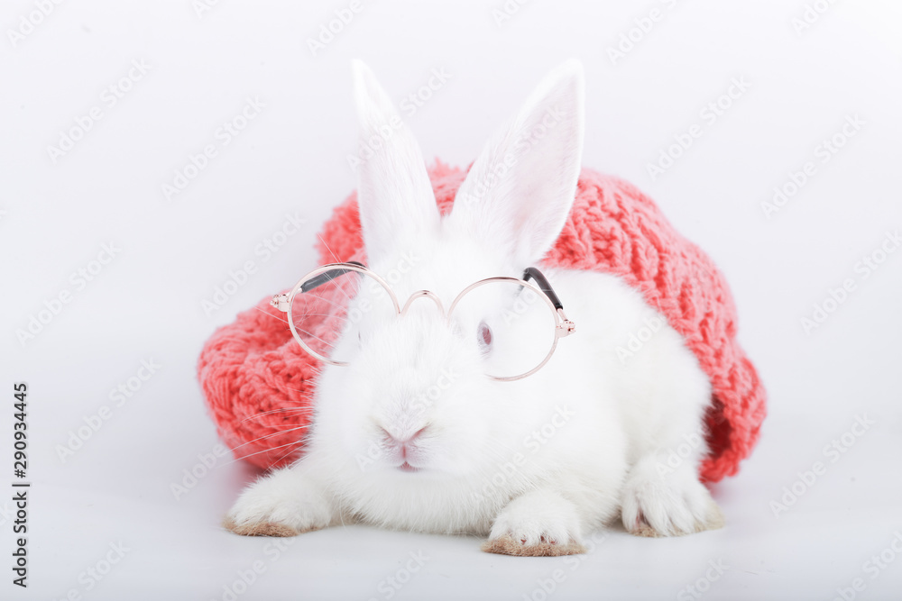 Obraz premium White rabbit with clear eyeglasses with pink yarn hat. Baby bunny on white background