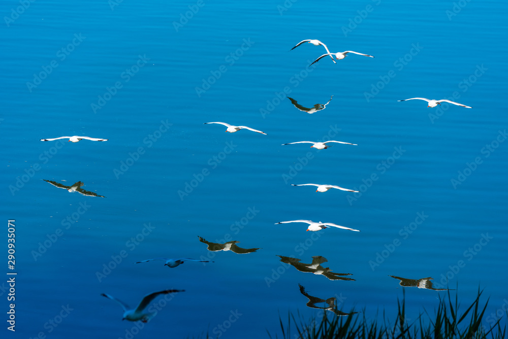 A flock of seagulls on the background of the sea, Gold Coast, Queensland, Australia. A flock of seagulls on the background of the sea, Gold Coast, Queensland, Australia.