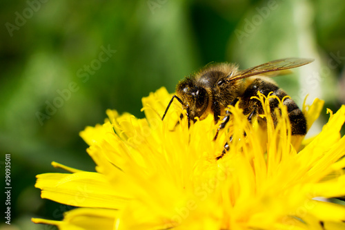 bee on yellow flower © Tom