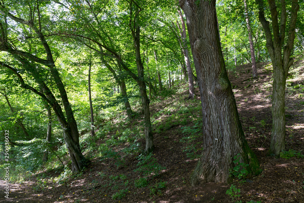 Fototapeta premium Romantic Nature with old big Trees about River Sazava in Central Czech