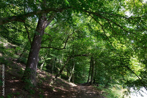 Romantic solitude Path with old big Trees about River Sazava in Central Czech