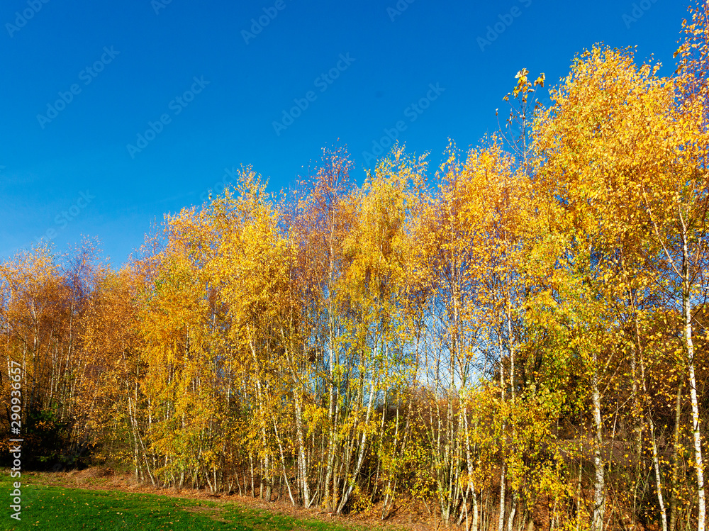 Herbstliche Birken im Sonnenschein