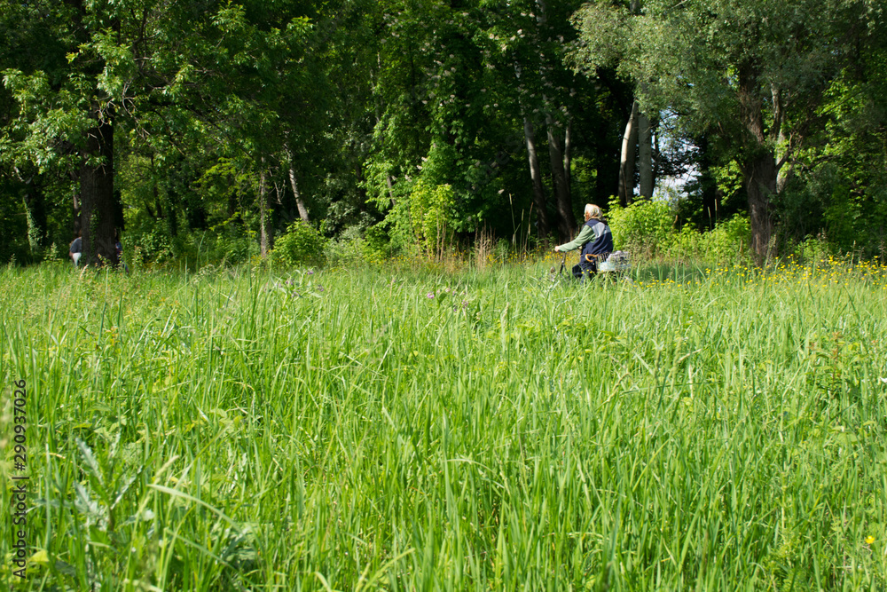 Nature green. Branches in the forest. Ride through grass. Find the peace at the nature. Nature green. Branches in the forest. Ride through grass. Find the peace at the nature.