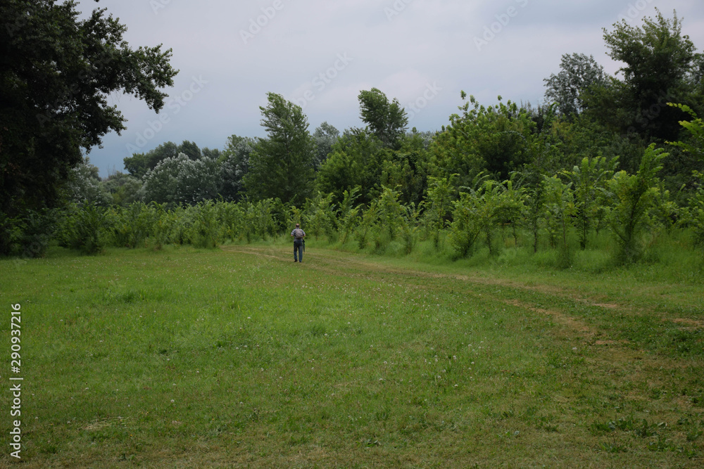 Man walking in forest, nature green ambience. Path between plants and trees. Man walking in forest, nature green ambience. Path between plants and trees.