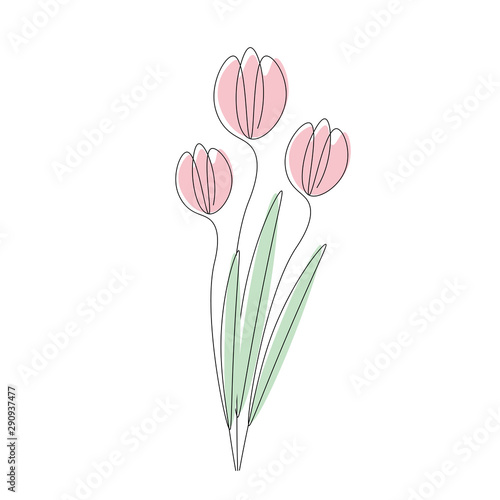Tulips isolated on white background, vector illustration