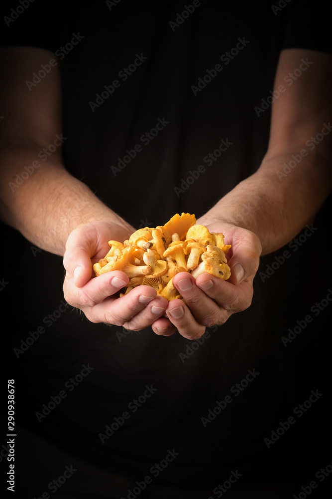 Man holding chanterelles in hand. Man holding chanterelles in hand.