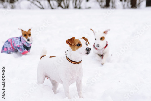 Group of Jack Russell Terrier dogs walking together playing in snow © alexei_tm