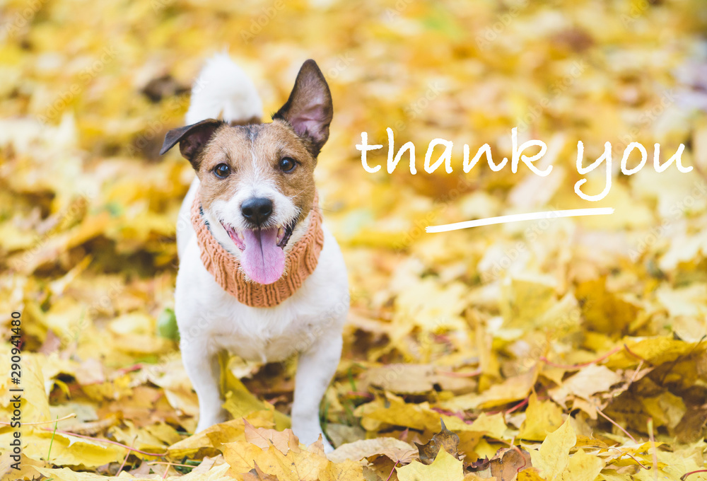 Dog with happy and thankful face expression on fall (autumn) leaves as a Thanksgiving concept Dog with happy and thankful face expression on fall (autumn) leaves as a Thanksgiving concept